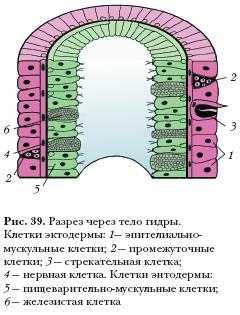 Kraken клирнет зеркало